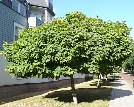 Acer platanoides 'Globosum', pallovaahtera